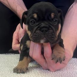 Diamond - Black tri-color female Bulldog puppy in Clarinda, Iowa from Stimson Bulldogs