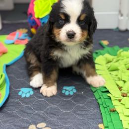 Dexter - brown collar - Tri-color male Bernese Mountain Dog puppy in Yuciapa, California from AlltheDoodlez_