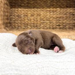 Loretta - Red tri-color female Australian Shepherd puppy in Unionville, Iowa from Soap Creek Kennels