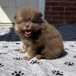 Alfie - Chocolate and tan male Pomeranian puppy in Inola, Oklahoma from My Bella’s Pomeranians
