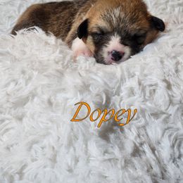 Boy 1 - Pembroke Welsh Corgi puppy from Five Heart's Corgis