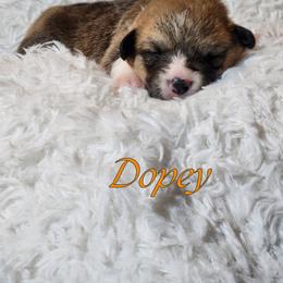Boy 1 - Pembroke Welsh Corgi puppy from Five Heart's Corgis