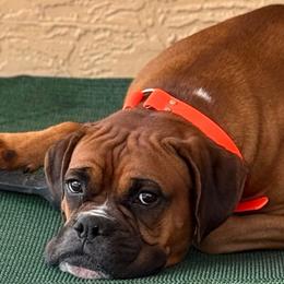 Bruce - Boxer