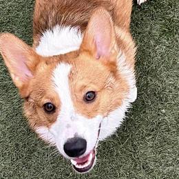 Pembroke Welsh Corgis from Firehorse Farmdogs