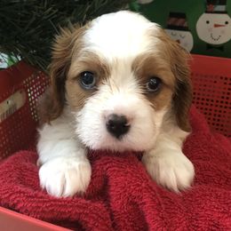 Cavalier King Charles Spaniel All Grown Up from Cutie Pie Cavaliers