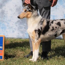 Summer - Collie
