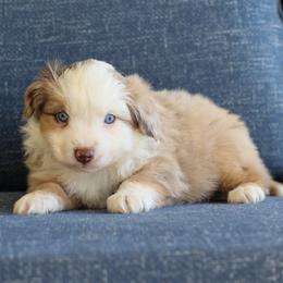 Calvin - Red merle male Miniature Australian Shepherd puppy in Hamilton, Montana from North Lake Aussies