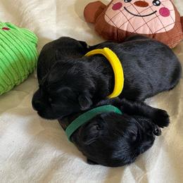 Dallas - Black male Miniature Schnauzer puppy in San Diego, California from KMS-Miniature Schnauzers