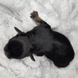 Wasabi - Black and silver male Miniature Schnauzer puppy in Hertford, North Carolina from Little Bug Schnauzers