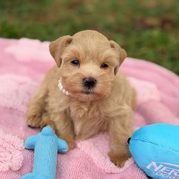 Pink Collar Tea Cup Female - Wheaten female Miniature Schnauzer puppy in Calhoun, Georgia from The BrickHouse Miniature Schnauzers
