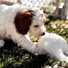 Cavapoo Puppies from Cedar Sprout Puppies