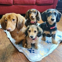 Dachshunds from Mini Dachshunds of Northeast Arkansas