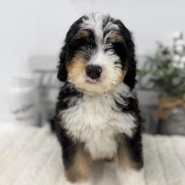 Mr. Fearless - Tri-color male Bernedoodle puppy in Hegins, Pennsylvania from Bubbling Springs Doodles, LLC