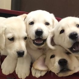 Golden Retrievers and Labrador Retrievers from Leavitt Retrievers
