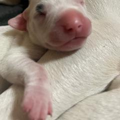 Boy 6 - White Dogo Argentino puppy in California from First-Class Lineage