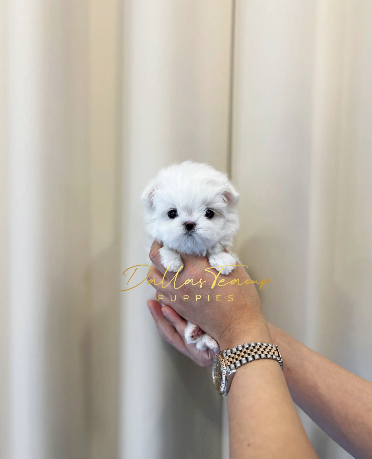 Maltese, Maltipoos, Poodles, and Yorkshire Terriers from Dallas Teacup Puppies