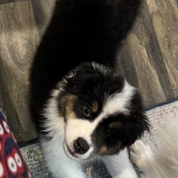 Australian Shepherd puppies from Rocking Diamond