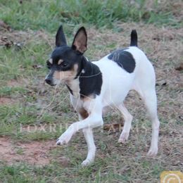 Toy Fox Terrier All Grown Up from Foxridge Farms