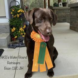 Bean - Labrador Retriever