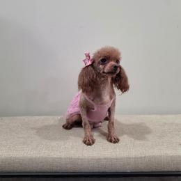 My Love - Poodle