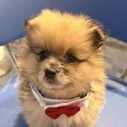 Pomeranian Puppies from Precious Poms
