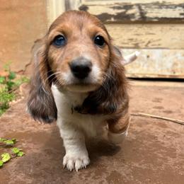 Abu - Piebald male Dachshund puppy in Henry, Virginia from Dumbledore's AKC Mini Dachshunds