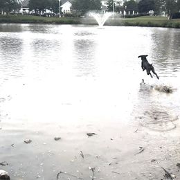 German Shorthaired Pointer All Grown Up from Owl Ranch GSP