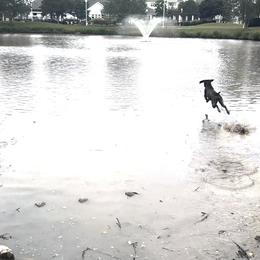 German Shorthaired Pointer All Grown Up from Owl Ranch GSP