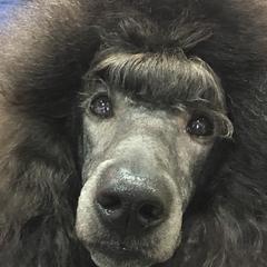 American Hairless Terriers and Poodles from Elcy’s American Hairless Terrier and Standard Poodles
