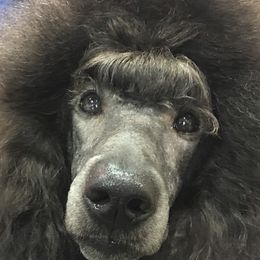 American Hairless Terriers and Poodles from Elcy’s American Hairless Terrier and Standard Poodles