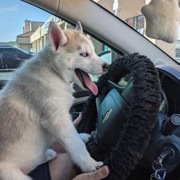 Siberian Husky Puppies from Tranton Kennels
