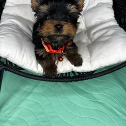 Orange boy READY NOW - Black and tan male Yorkshire Terrier puppy in Cornelia, Georgia from Kruz Kennels