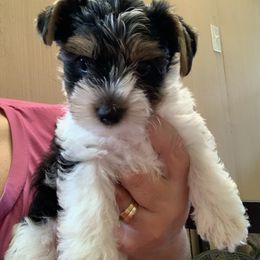 Boy2 1400 - Parti male Yorkshire Terrier puppy in Douglas, Georgia from Southern Georgia Yorkies