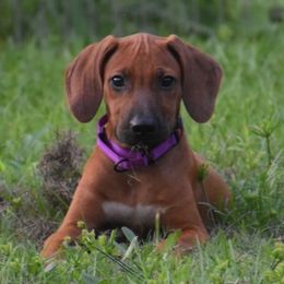 Pebbles - Rd whtn blk nose female Rhodesian Ridgeback puppy in Lithia, Florida from Diamondcrest Inc