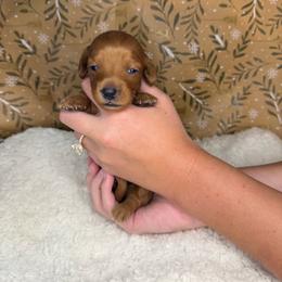 Red Girl - 3,000 - Red female Dachshund puppy in Fredericksburg, Texas from Goodman Dachshunds