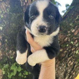Girl 2 - Black & white female Australian Shepherd puppy in Lakeland, Florida from Infinite Aussies