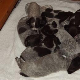 German Shorthaired Pointer Puppies from Twin Gabels GSPs