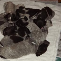 German Shorthaired Pointer Puppies from Twin Gabels GSPs