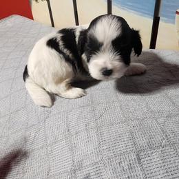 Patches - Black and white female Shichon puppy in Imperial, Missouri from Shichon Teddybear  puppies of Miss