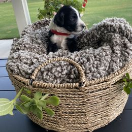Assorted Doodle Crosses Puppies from Aussie Mountain Doodles