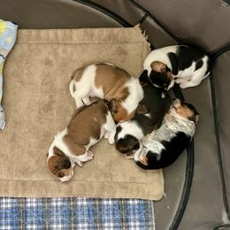 Beagle Puppies from Bluebonnet Kennels