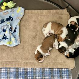 Beagle Puppies from Bluebonnet Kennels