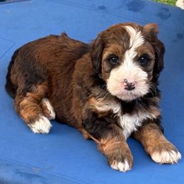 Rolex - Sable female Bernedoodle puppy in Royse City, Texas from Platinum Bernedoodles of Texas