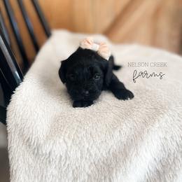 Purple - Lana Lang - Black & white female Maltipoo puppy in Huntsville, Texas from Nelson Creek Farms