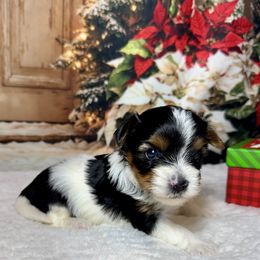 Girl 2 - Black tan and white female Biewer Terrier puppy in Nicholls, Georgia from Southeast Biewers