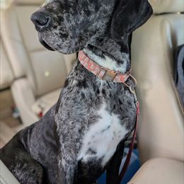 Kali - Merle female Great Dane puppy in Lafayette, Indiana from Dayton Danes