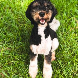 Lucey - Goldendoodle