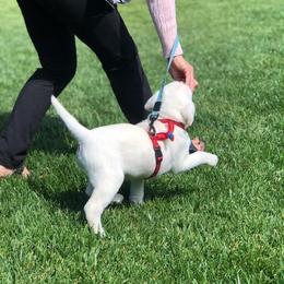 Labrador Retriever Puppies from Nancy Renzullo's Service Labradors