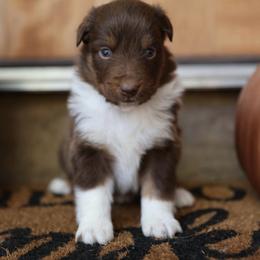 SPIDER - Red tri-color male Australian Shepherd puppy in Star City, Arkansas from Blush & Lace Aussie Co.