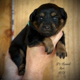 Riot - Black tri female Toy Australian Shepherd puppy in Virginia from P3 Kennel